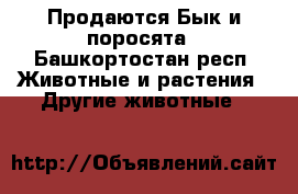 Продаются Бык и поросята - Башкортостан респ. Животные и растения » Другие животные   